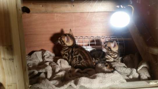 Bengal Kittens image 2