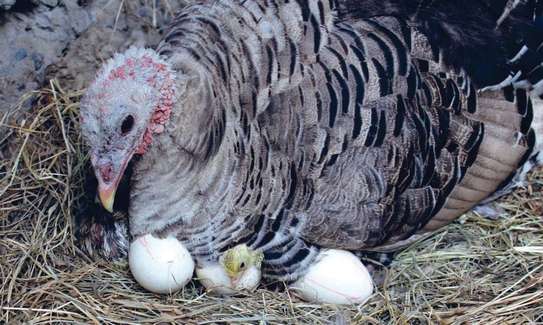 Turkey eggs image 1