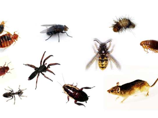 Best Pest Control (Bedbugs, Insects, Rodents, Termites) Professionals Nairobi image 8