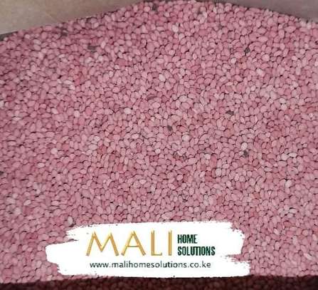 Kikuyu Grass Seeds 500g - Mali Home Solutions Kenya image 1