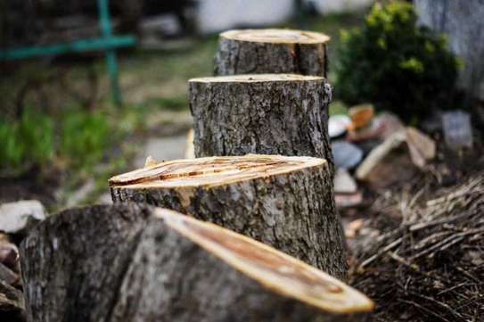 Tree Removal | Tree Cutting | Tree Services | Landscaping & Gardening Services.Get a free quote. image 2