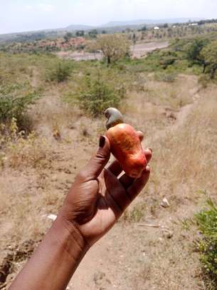 50*100 plots in Mombasa Dongo Kundu image 6