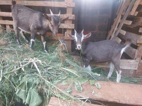 Young male and Female Torgen burger pedigree for sale image 3