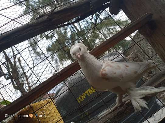 Fancy pigeons image 13