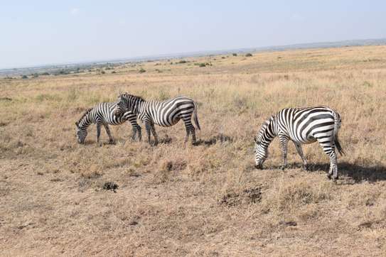 3 days Masai Mara safaris image 9
