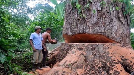 Expert Tree Cutting Services | Tree Cutting and Stump Removal Services| Bestcare Tree Service | Tree Trimming Service | Tree Removal And Landscaping | Affordable Tree Cutting Services | Bestcare Tree Trimming | Reliable Tree Cutting Service in Nairobi | Tree Cutting Services Nairobi.Get A Free Quote Now. image 9