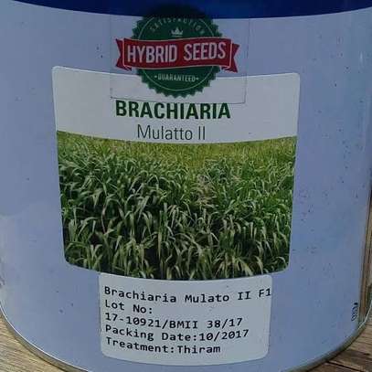 Bracharia seeds (1kg) image 1