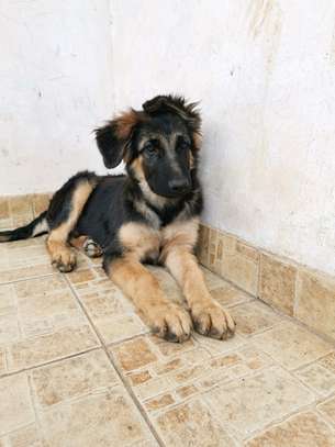 3.3 months Big Boned GSD Puppy Available image 8