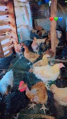 Farm-Raised Chickens for Fresh Eggs & Quality Meat image 1