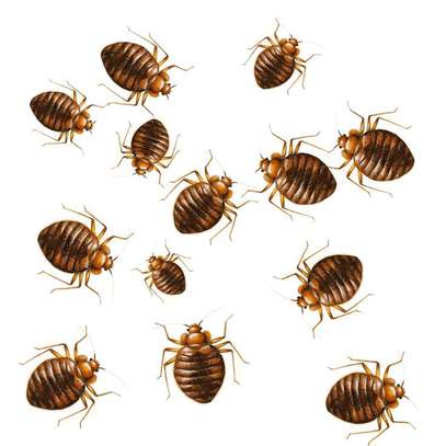 Bedbugs cockroache FUMIGATION SERVICES image 1