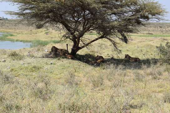 3 days Masai Mara safaris image 10