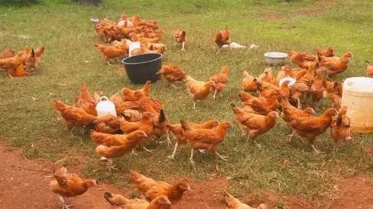 Healthy Free-Range Mixed Breed Chickens White Brown Black image 2
