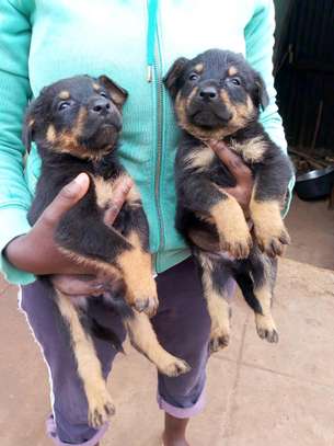 Cute rottweiller puppies ready for  new families? image 2
