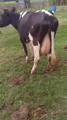 Mamayao Frisian dairy cow image 3
