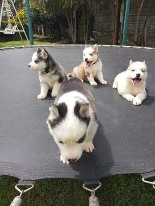 Siberian Husky image 2