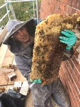 Bee removal service image 2