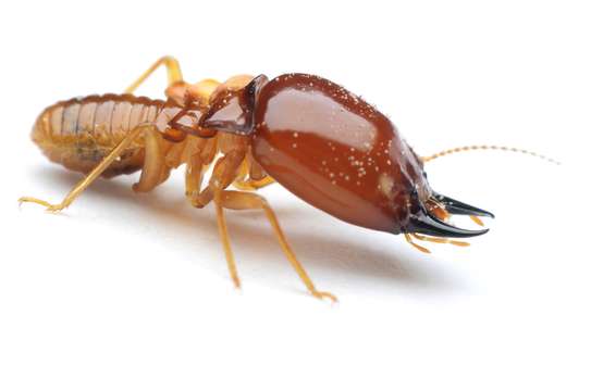 CHEAP Bed Bug Fumigation Services in Kiambu,Thika,Limuru image 9