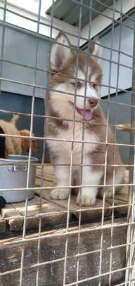 Siberian husky puppies for rehoming image 1