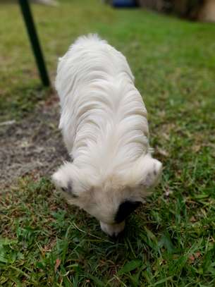 Polmerian and Maltese breed 7months old image 2