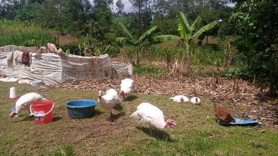 Poultry Incubators & Equipment image 20