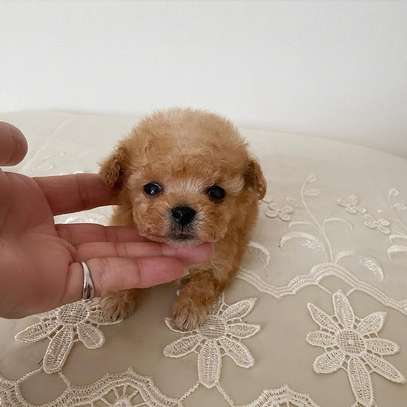 Teacup Poodle Puppies Available Male And Female image 2