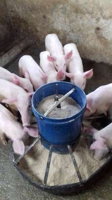 pig feeder image 1
