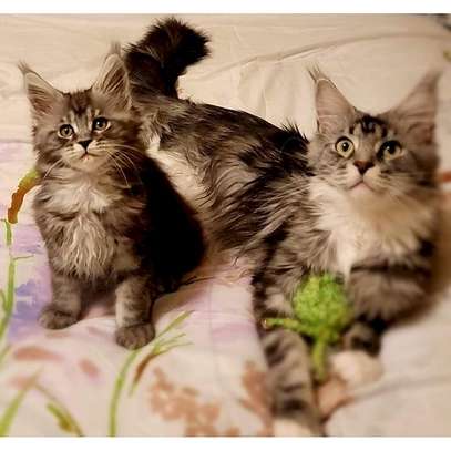 Maine coon kittens male and female available image 2