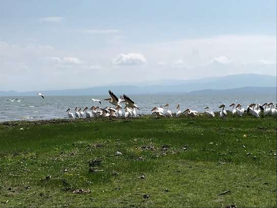 I Day Lake Naivasha & Crescent Island Tour image 4