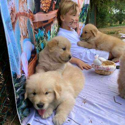 Nice golden retriever puppies image 1