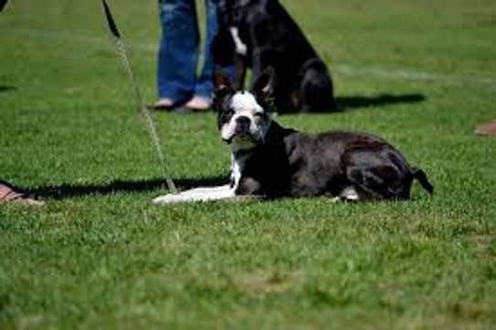 Dog Obedience Training-Certified Dog Trainer Services image 10