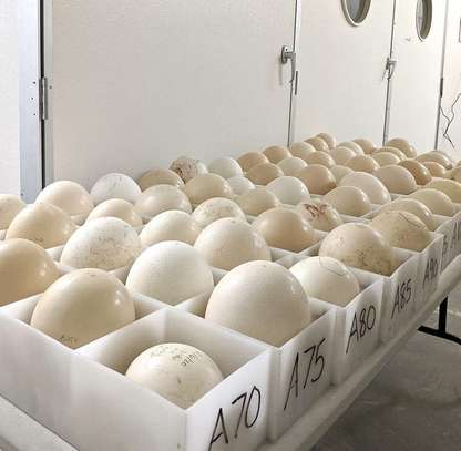 OSTRICH CHICKS FOR SALE. image 2