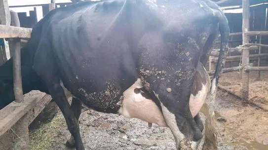 Powerful Frisian breed image 3