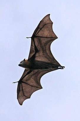 Bat Control FUMIGATION image 1
