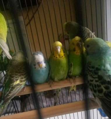 Budgie pairs for sale image 1