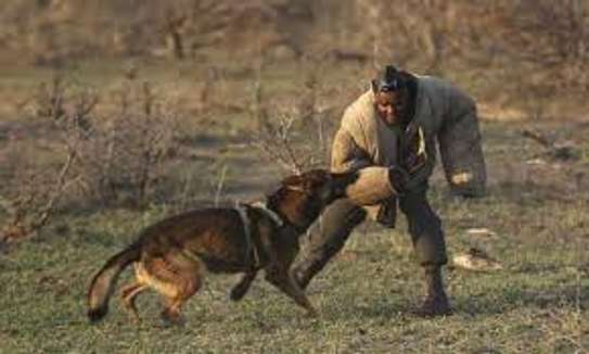 Dog and Puppy Training Classes Nairobi -Nairobi Dog Trainers image 12