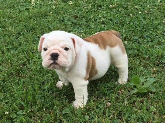 english bulldog puppies ready for a new home image 1