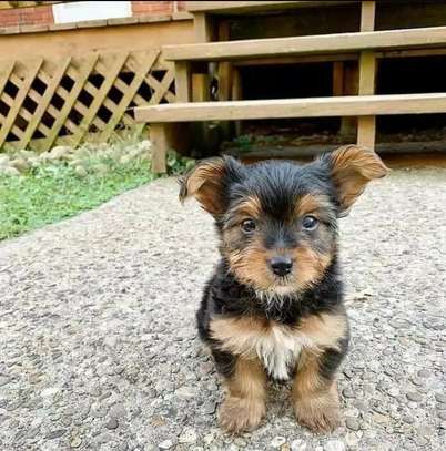 Yorkie puppy now for sale image 1