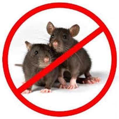 Guaranteed Rat Extermination Services In Nairobi image 2