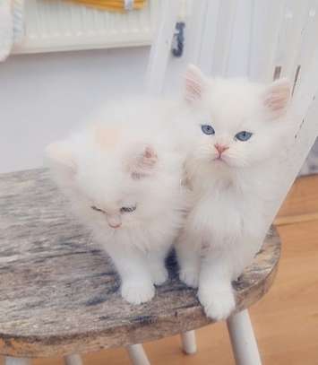 Persian kitten for sale image 1