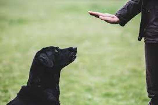 List of Dog Training Services in Nairobi image 5