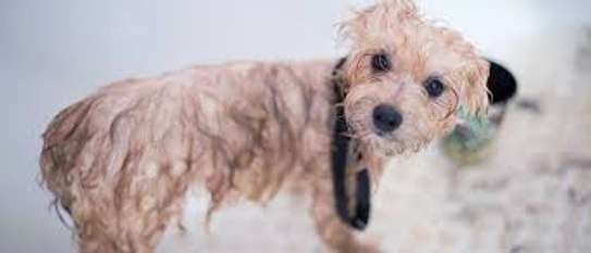 Dog training and behaviour specialists Karen Runda Nyari image 14