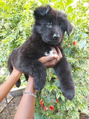 Solid Black German Shepherd Puppy image 4