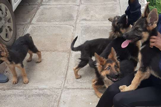 German Shepherd Puppies For Sale In Nairobi Pigiame