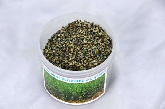 Bracharia seeds (1kg) image 6