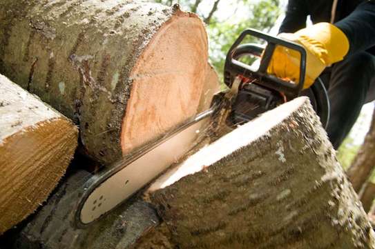 Tree cutting service Nairobi.Fast friendly & affordable. image 1
