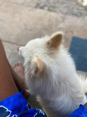 Japanese Spitz Purebred Male on quick sale image 2