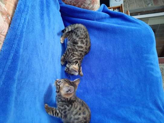 3 Beautiful male and females Bengal Kittens for sale. image 1