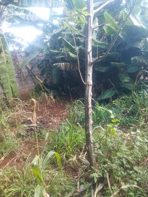 50by100 plot for sale in ruaka image 3