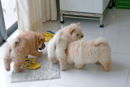 Chow chow puppies ❤️ image 1