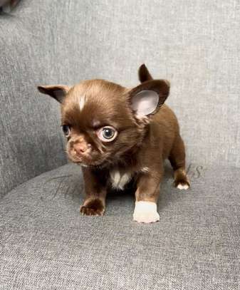 Baby Chihuahua puppy image 1